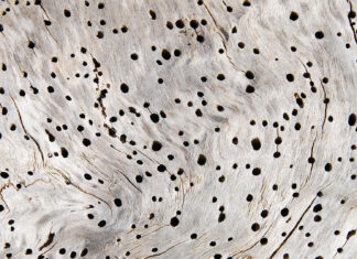 Partitocracia, la carcoma del Estado democrático de Derecho