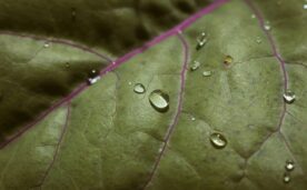 2. Una agricultura para el agua